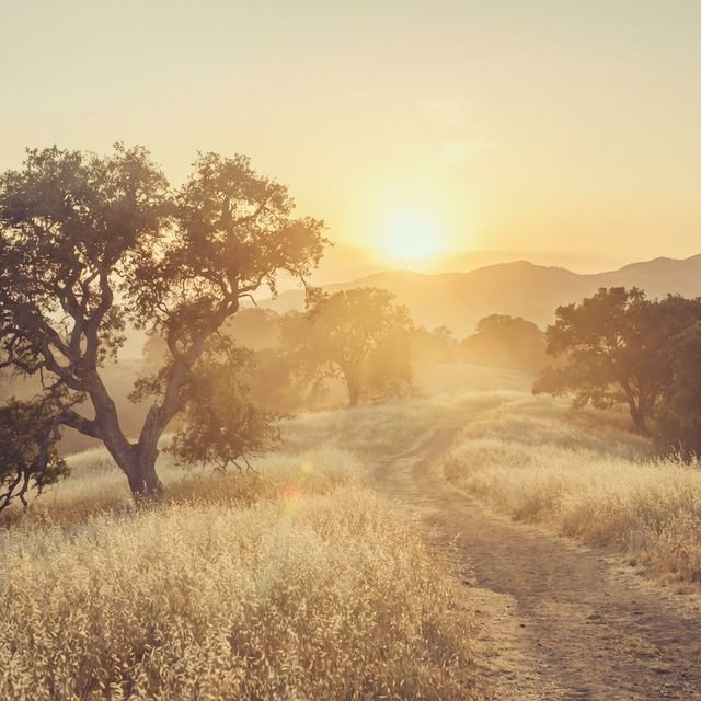 Paisaje dorado al atardecer
